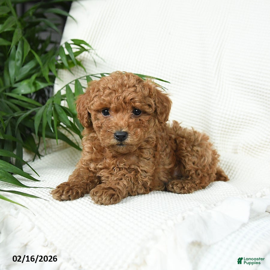 Toy Poodle dogs Tango - Ad 2