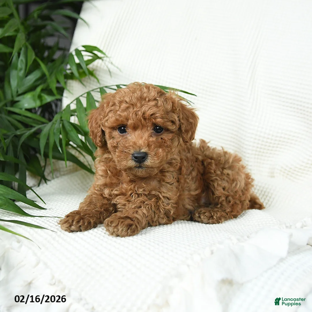 Toy Poodle dogs for sale: Tango - Ad 2