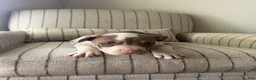 American Bully dogs for sale: Mr. Perfect - Ad 5