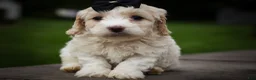 Cavachon dogs for sale: Houston🐾💙 - Ad 3