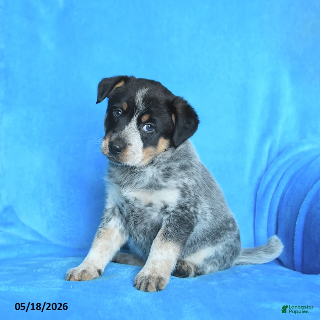 Australian Cattle Dog dogs for sale: Elizabeth - Ad 3