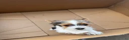 Yorkshire Terrier dogs for sale: Yorkshire Terrier 1 - Ad 4