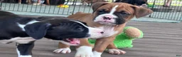 Boxer dogs for sale: Amos - Ad 3