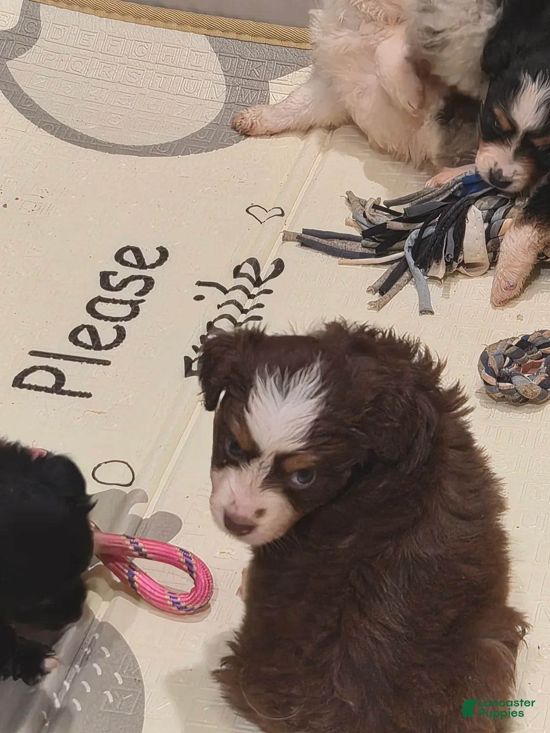 Toy Australian Shepherd dogs for sale: Toy Australian Shepherd 1 - Ad 2