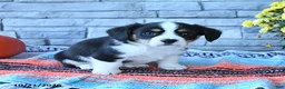 Mixed Breed dogs for sale: Shadow - Ad 3