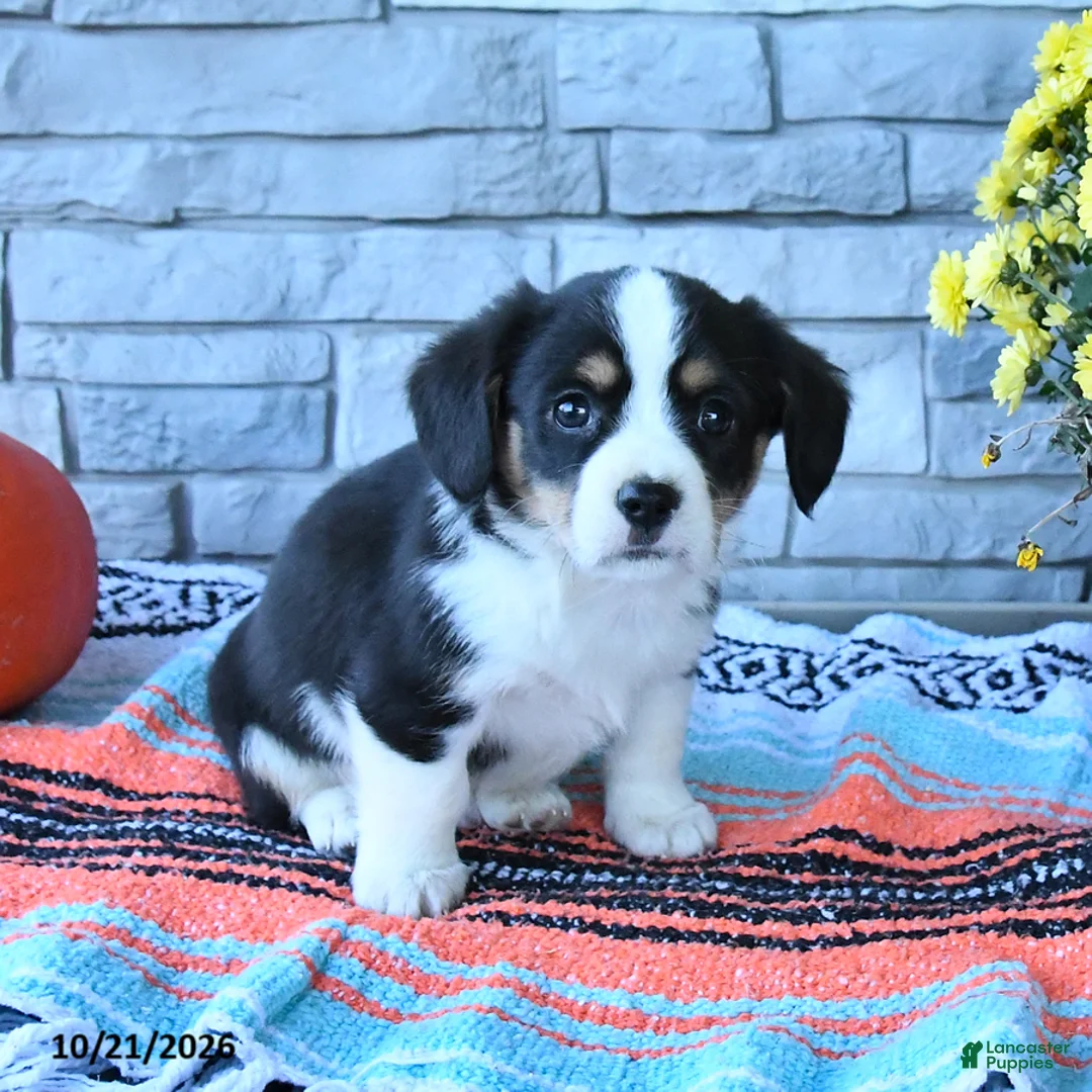 Mixed Breed dogs for sale: Shadow - Ad 3
