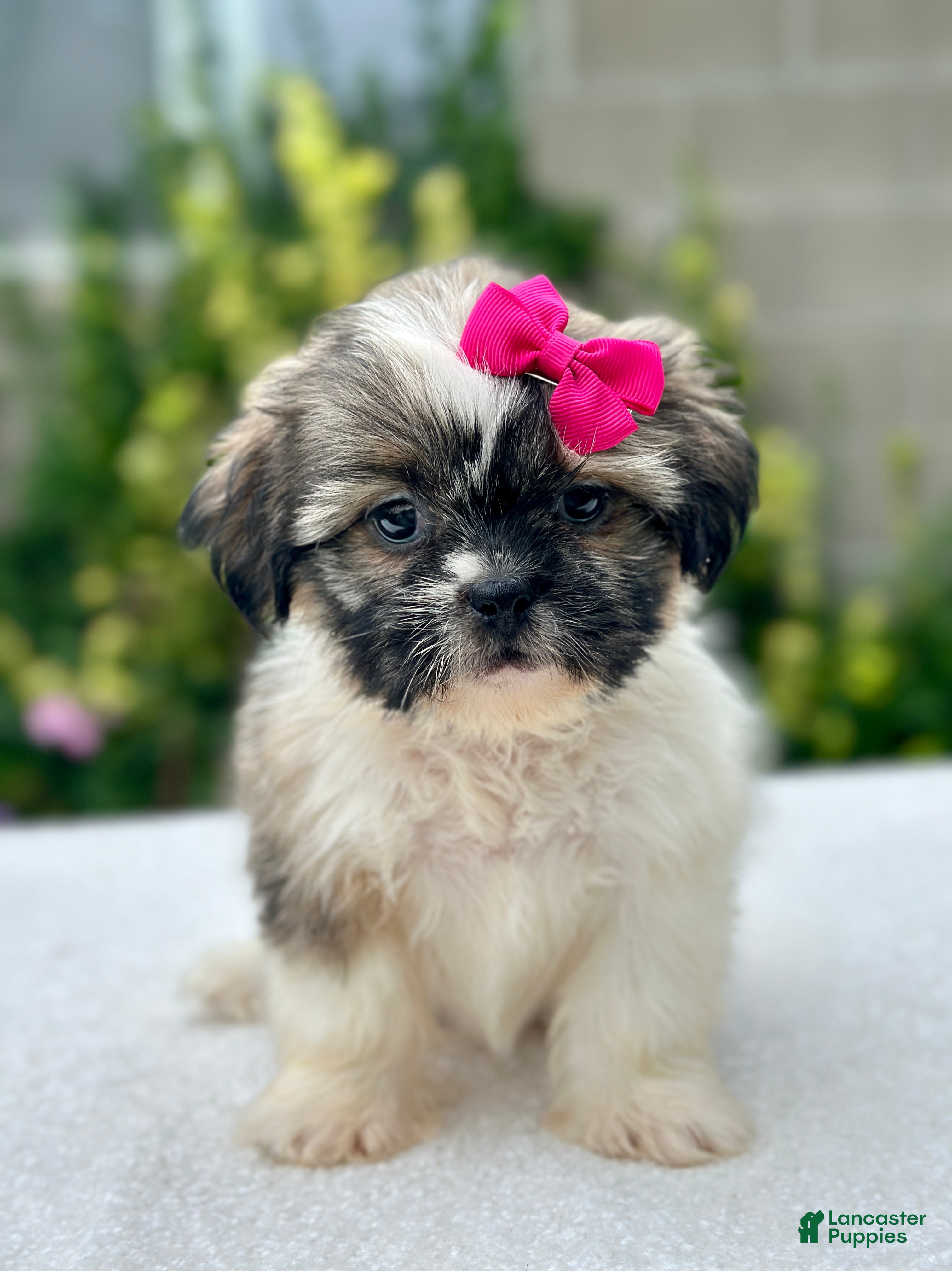 Shih Tzu dogs Girl River 0829 - Ad 1