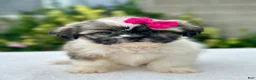 Shih Tzu dogs for sale: Girl River 0829 - Ad 1