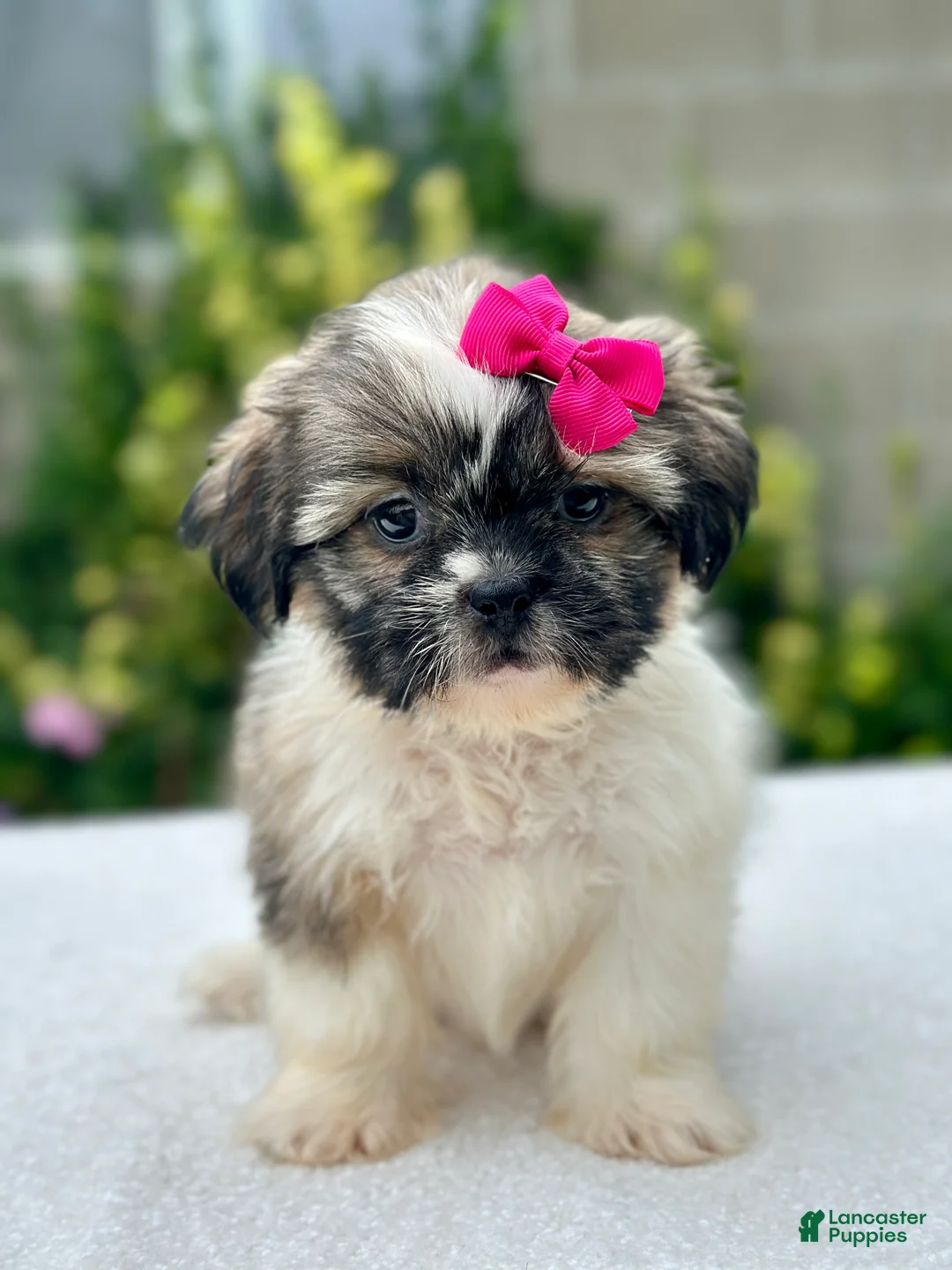 Shih Tzu dogs for sale: Girl River 0829 - Ad 1