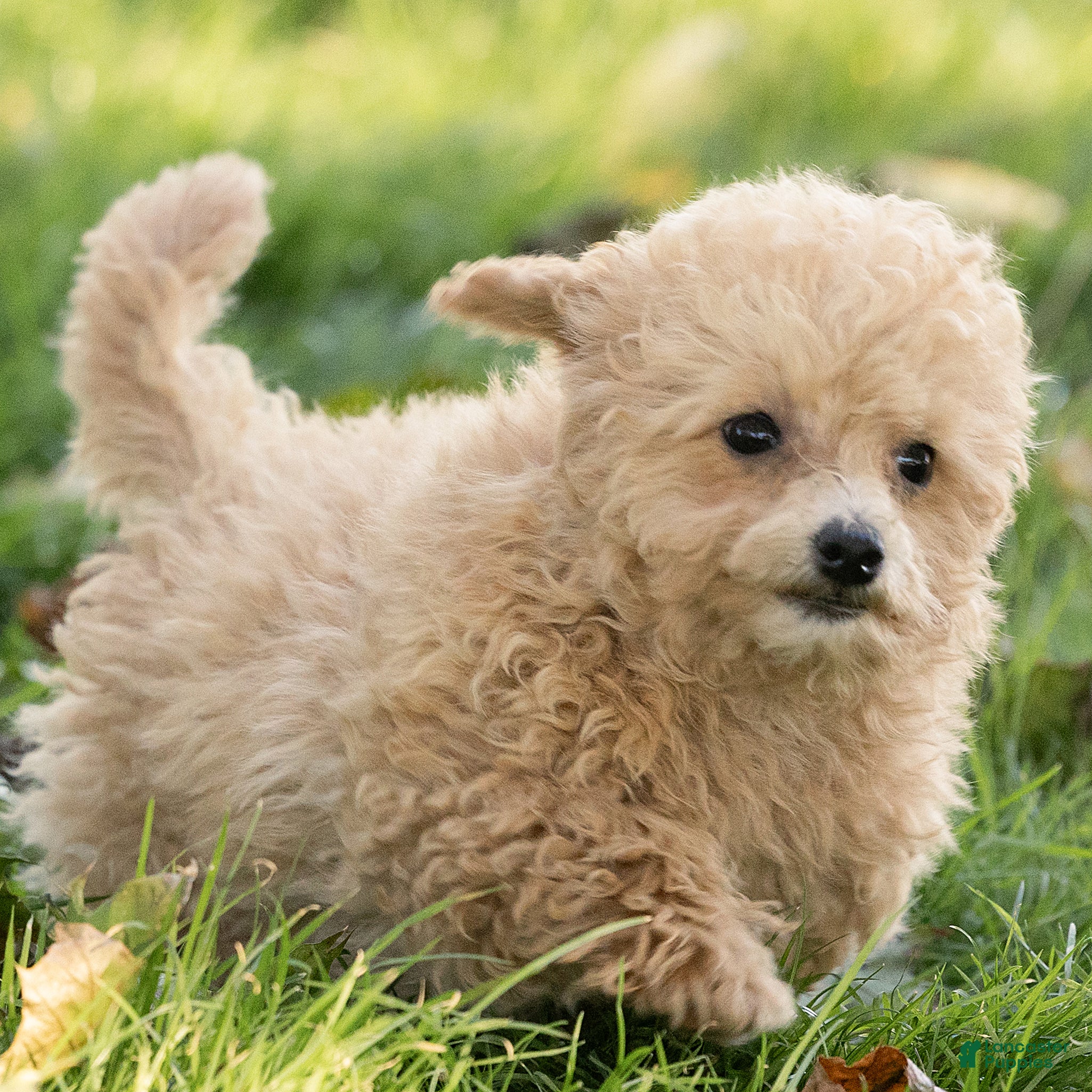 Maltipoo dogs for sale: Minnie Maltipoo  - Ad 2
