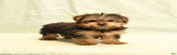 Yorkshire Terrier dogs for sale: Harold - Ad 3