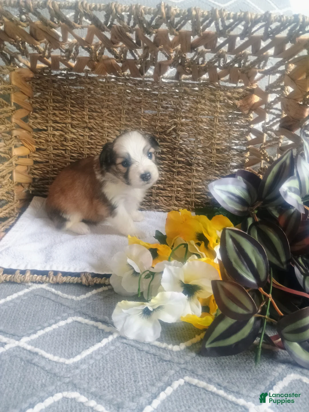 Mixed Breed dogs for sale: Mixed Breed Puppy 2 - Ad 4
