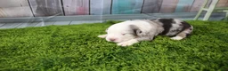 Miniature Australian Shepherd dogs for sale: George - Ad 11