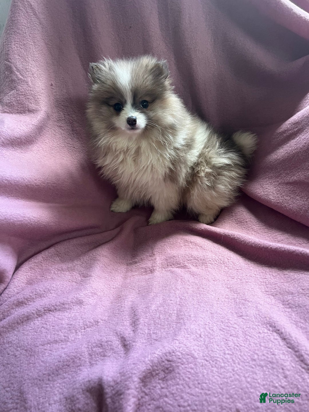 Pomeranian dogs for sale: Honey Pie - Ad 3