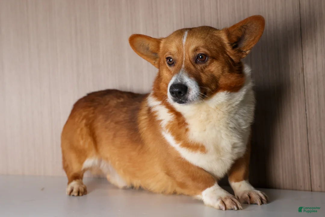 Welsh Corgi Pembroke dogs for sale: TWILIGHT - Ad 22