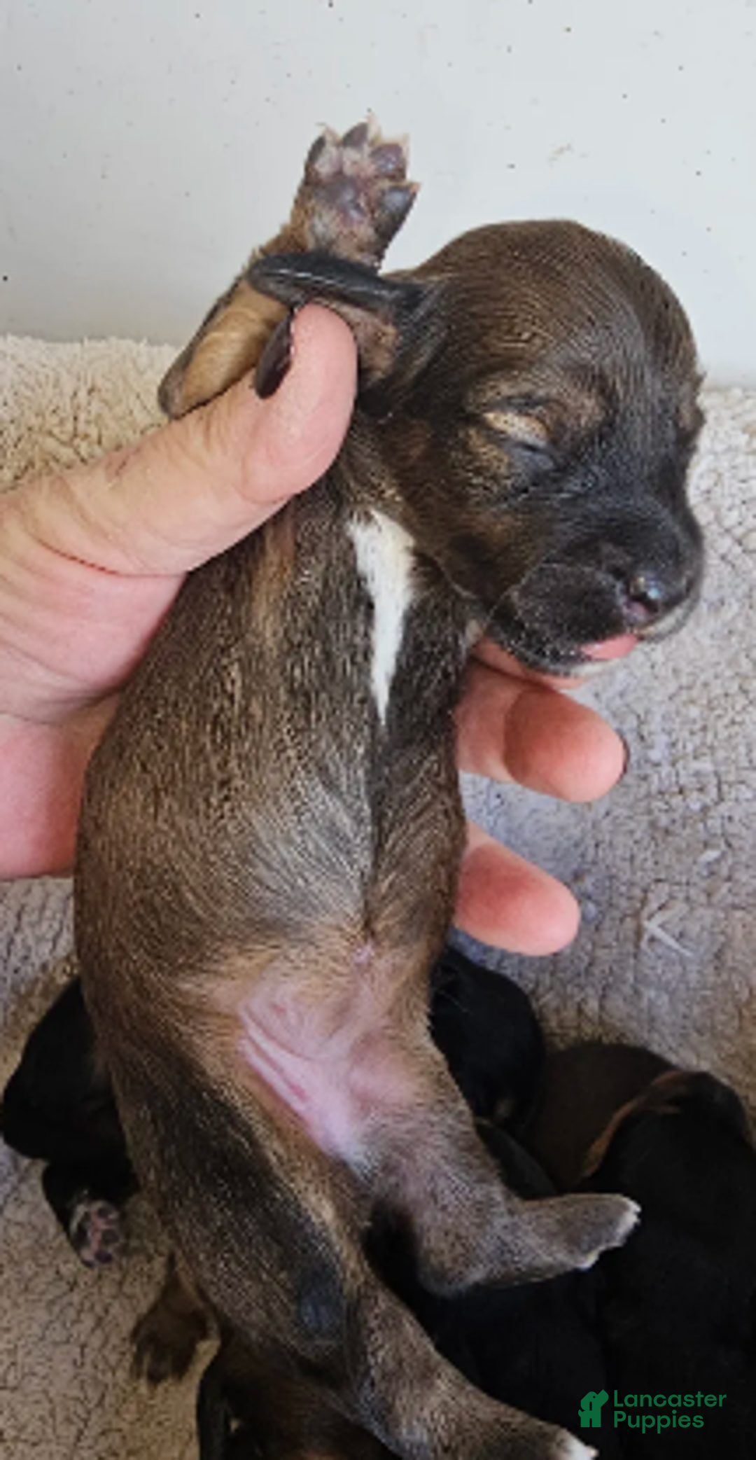 Miniature Dachshund dogs for sale: Betty Long haired - Ad 3