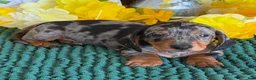 Miniature Dachshund dogs for sale: Razzle - Ad 5