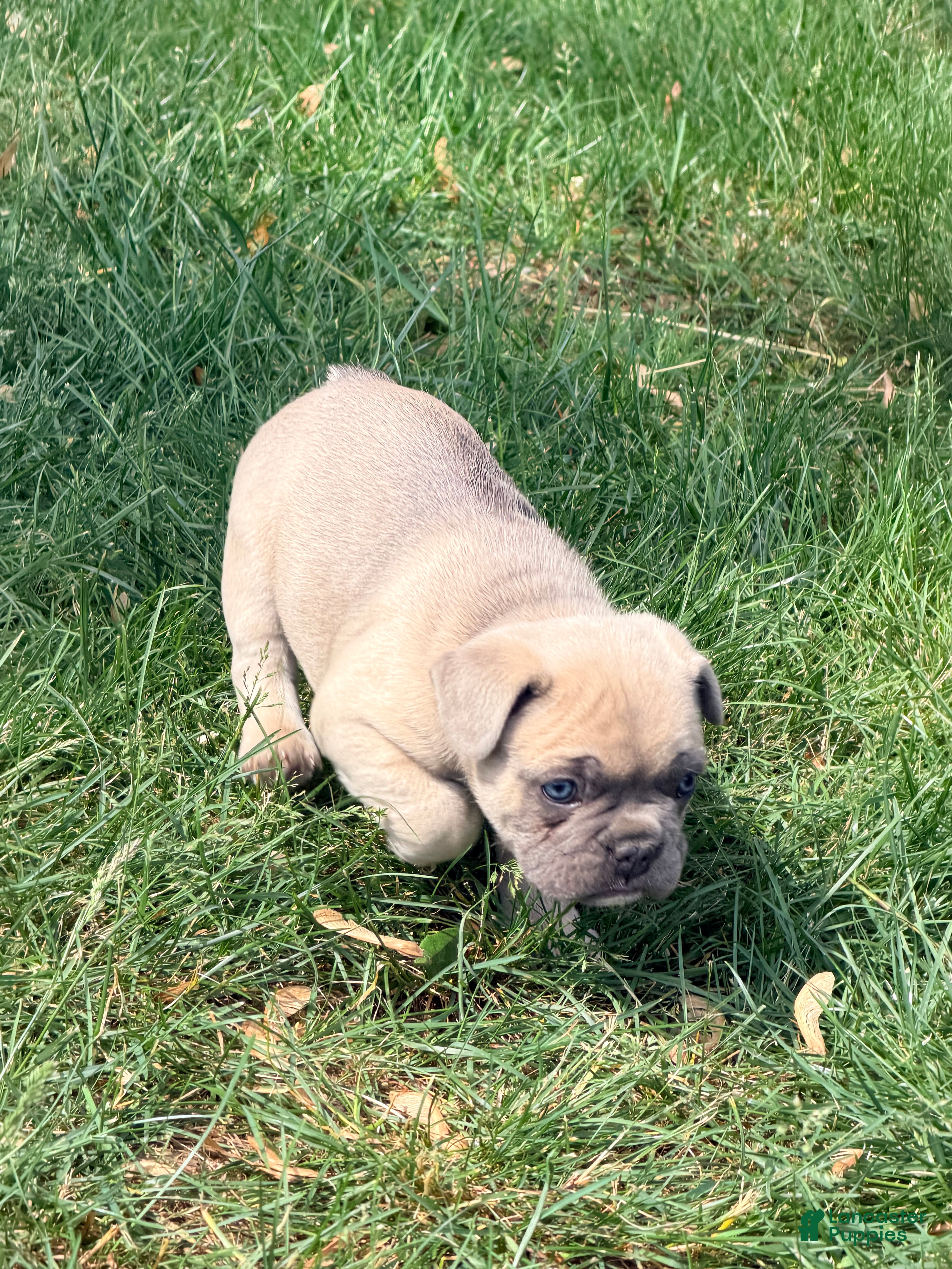 French Bulldog dogs Leo - Ad 2
