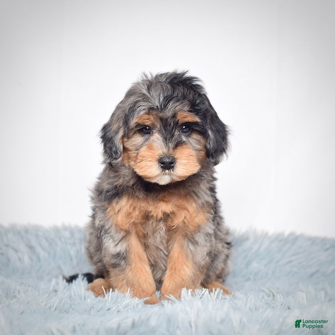 Mini Goldendoodle dogs for sale: Mr. Rambo - Ad 1