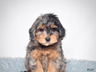 Mini Goldendoodle dogs Mr. Rambo - Ad 3