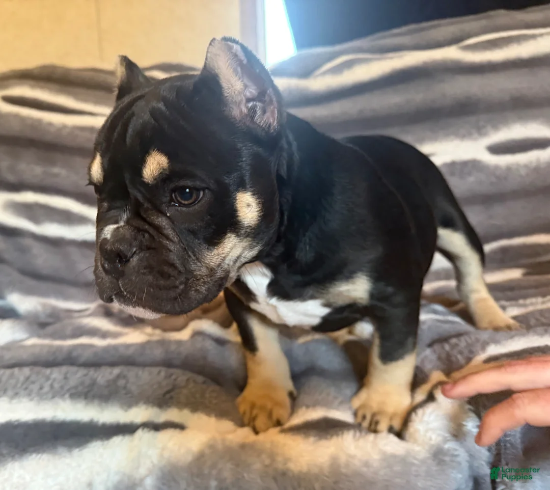 American Bully dogs for sale: Sarah  - Ad 1