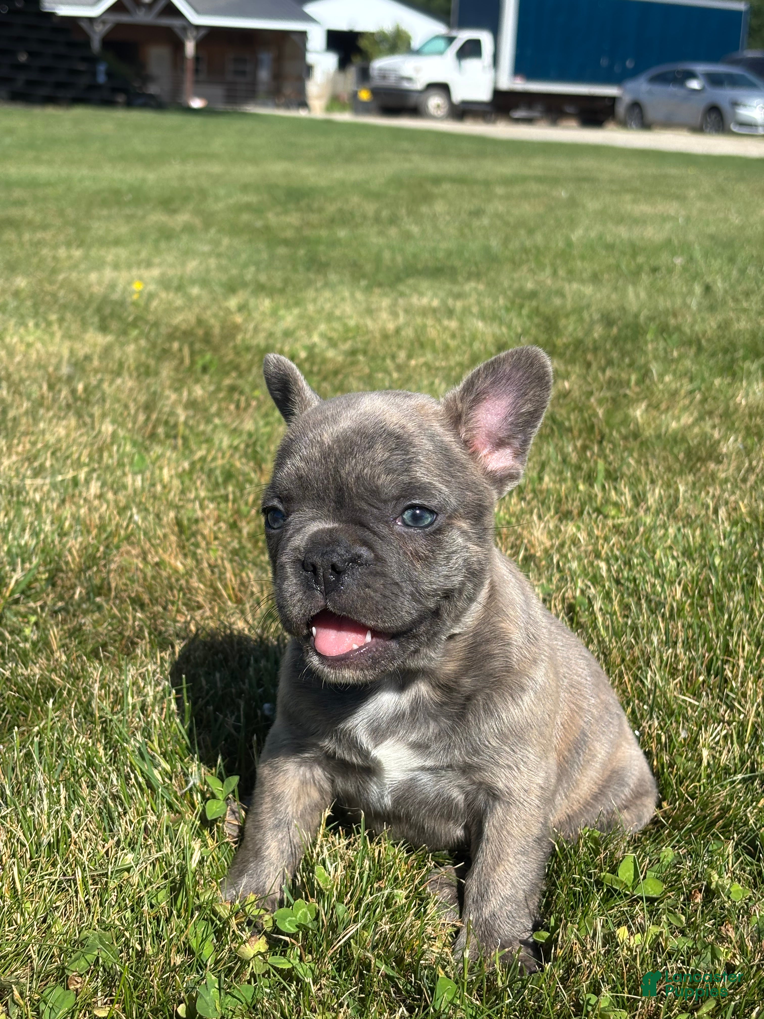 French Bulldog dogs for sale: Ruth - Ad 3