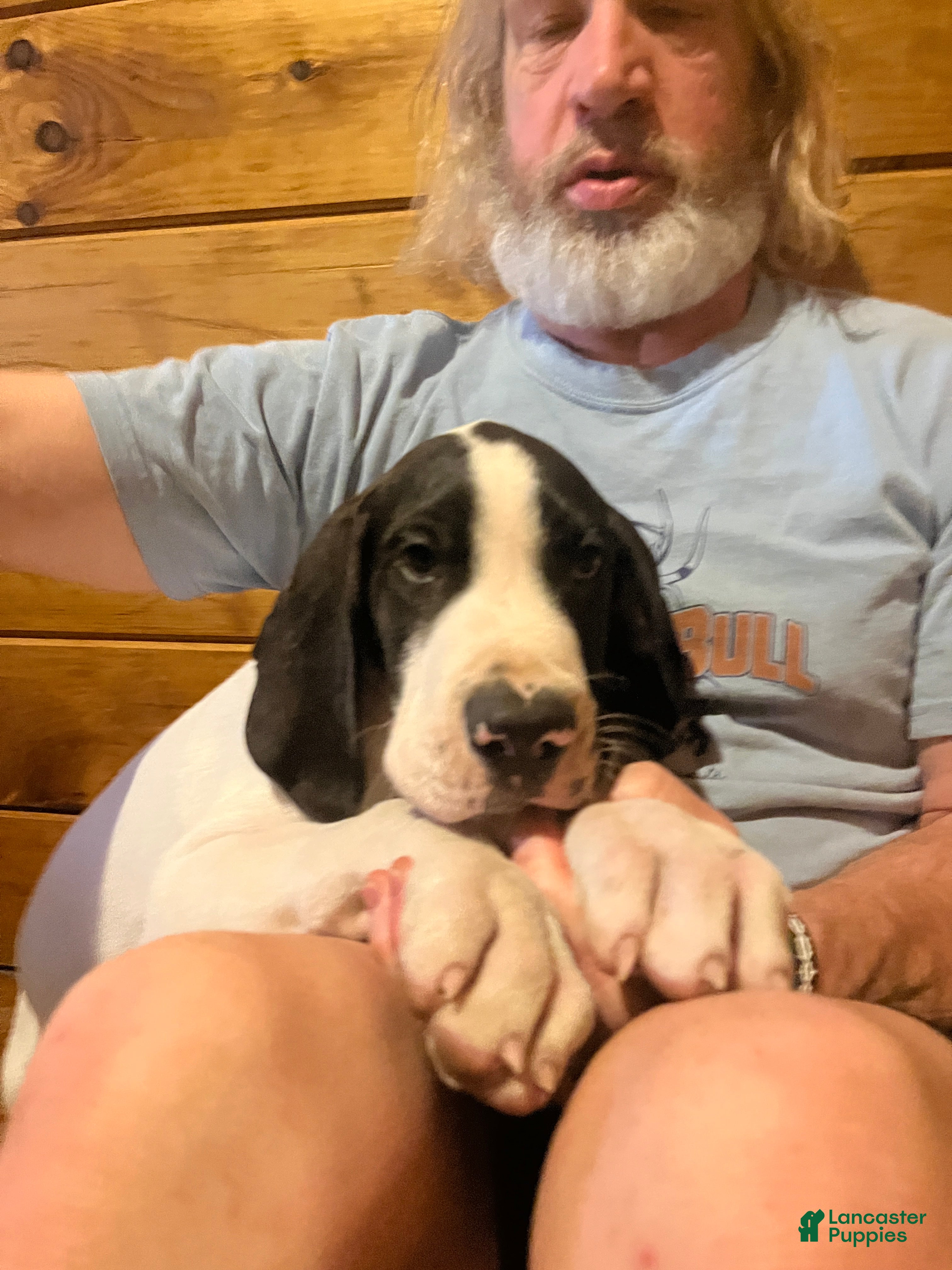Great Dane dogs Mantle - Ad 2