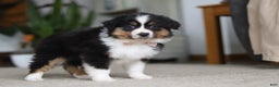 Miniature Australian Shepherd dogs for sale: Macy - Ad 9