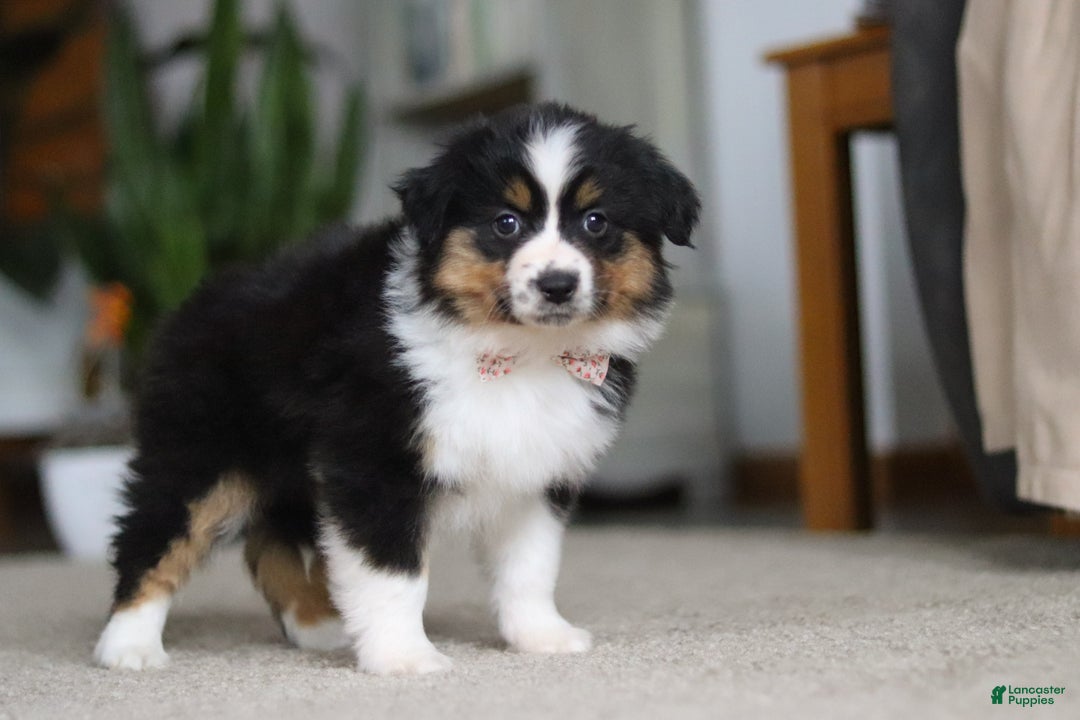 Miniature Australian Shepherd dogs for sale: Macy - Ad 9