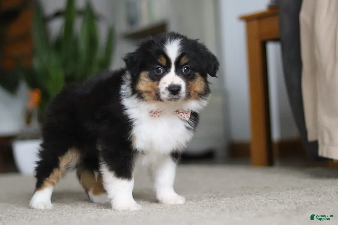 Miniature Australian Shepherd dogs for sale: Macy - Ad 9