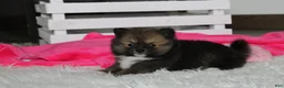 Pomeranian dogs for sale: Bailey  - Ad 2