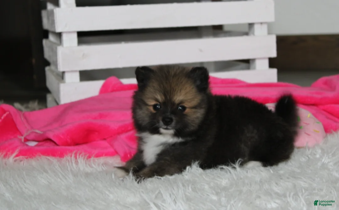 Pomeranian dogs for sale: Bailey  - Ad 2