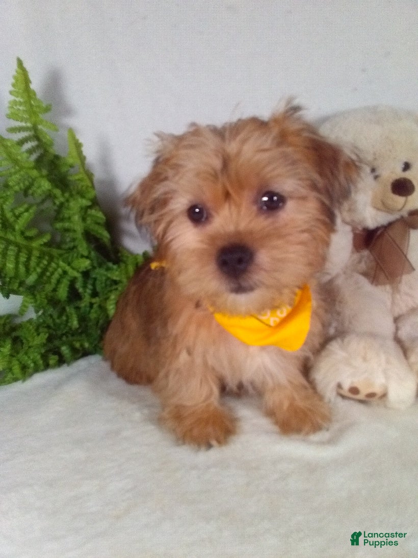 Shorkie dogs Paws - Ad 1