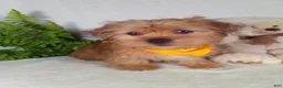 Shorkie dogs for sale: Paws - Ad 1
