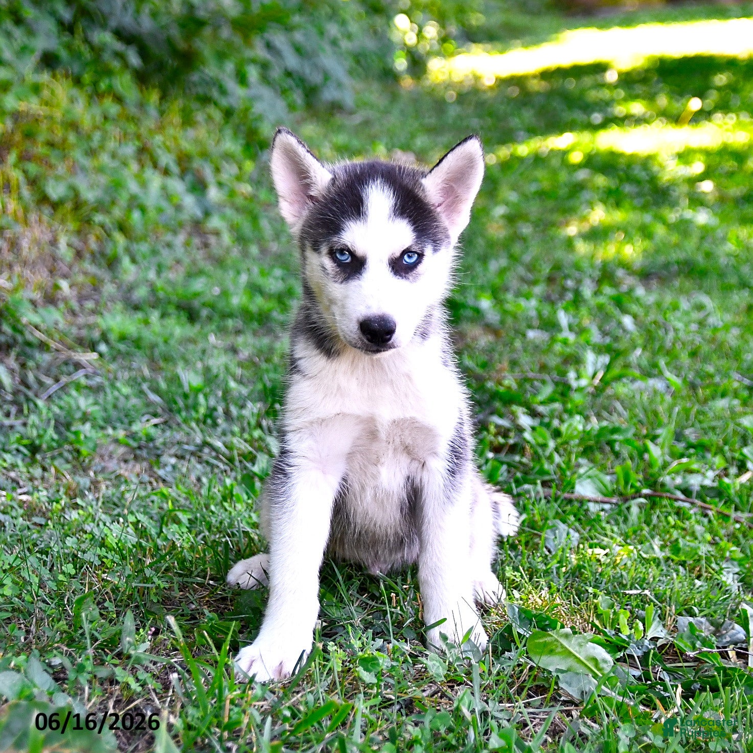 Alaskan Husky dogs Alex - Ad 2