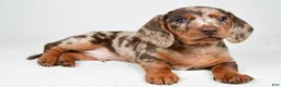 Dachshund dogs for sale: Dakota  - Ad 9