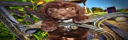 Havapoo dogs for sale: Emily - Ad 5