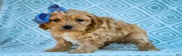 Cavapoo dogs for sale: Trevor Cavapoo Pup - Ad 3
