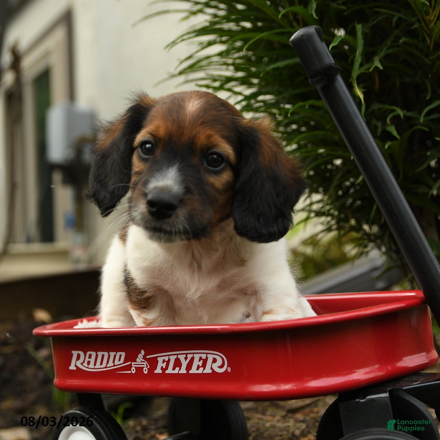 Mixed Breed dogs Archie - Ad 1