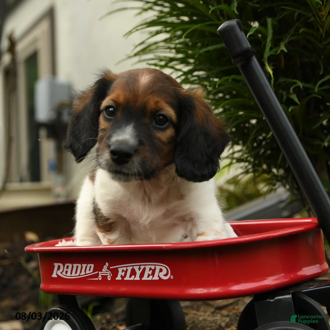 Mixed Breed dogs for sale: Archie - Ad 1