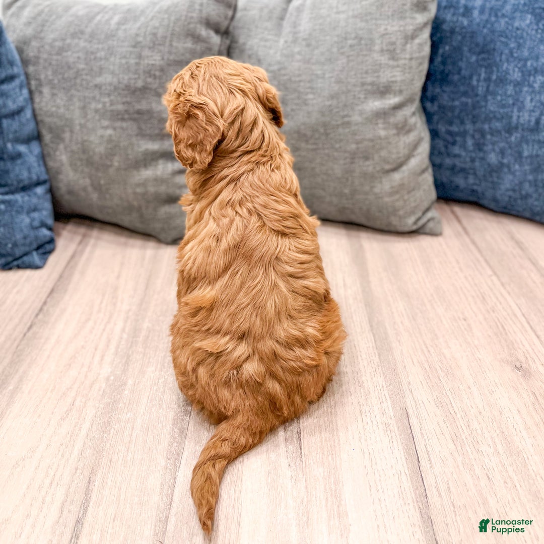 Goldendoodle dogs for sale: Kenzi - Ad 5