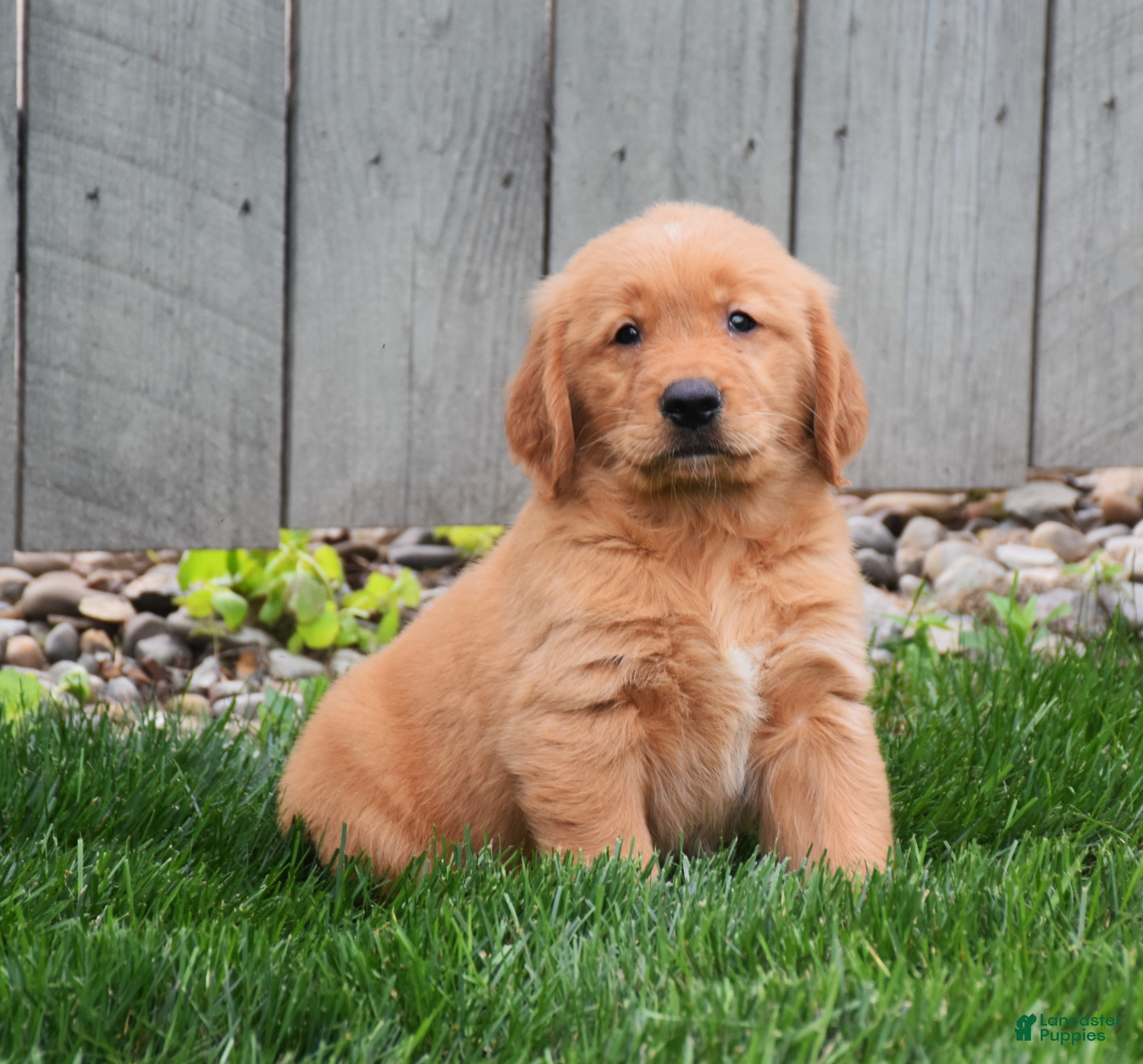 Golden Retriever dogs Gizmo - Ad 1
