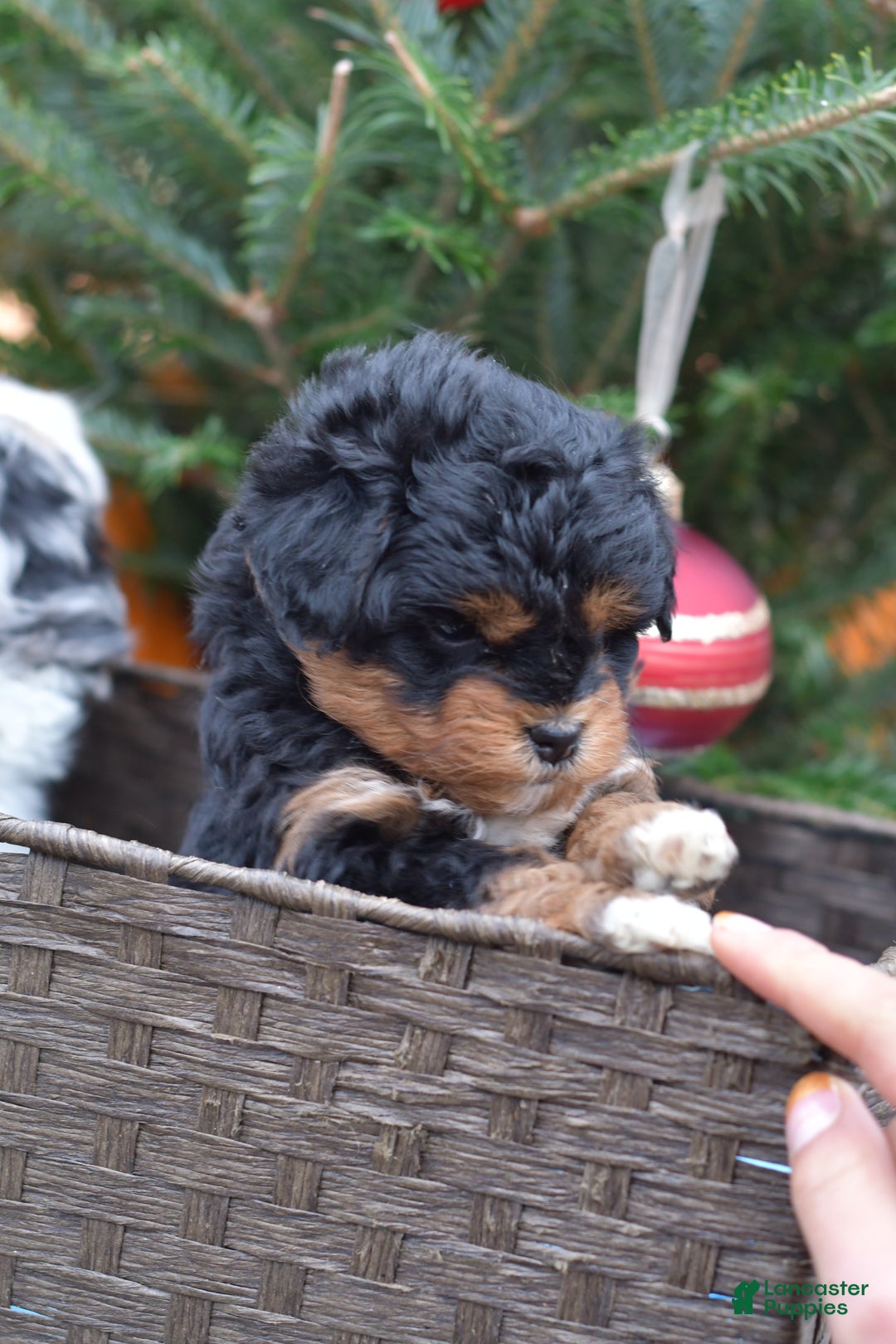 Mini Aussiedoodle dogs for sale: Bear - Ad 18