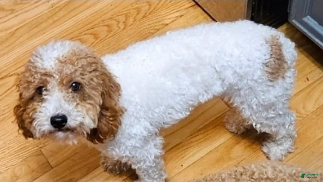 Toy Poodle dogs for sale: Mocha - Ad 7