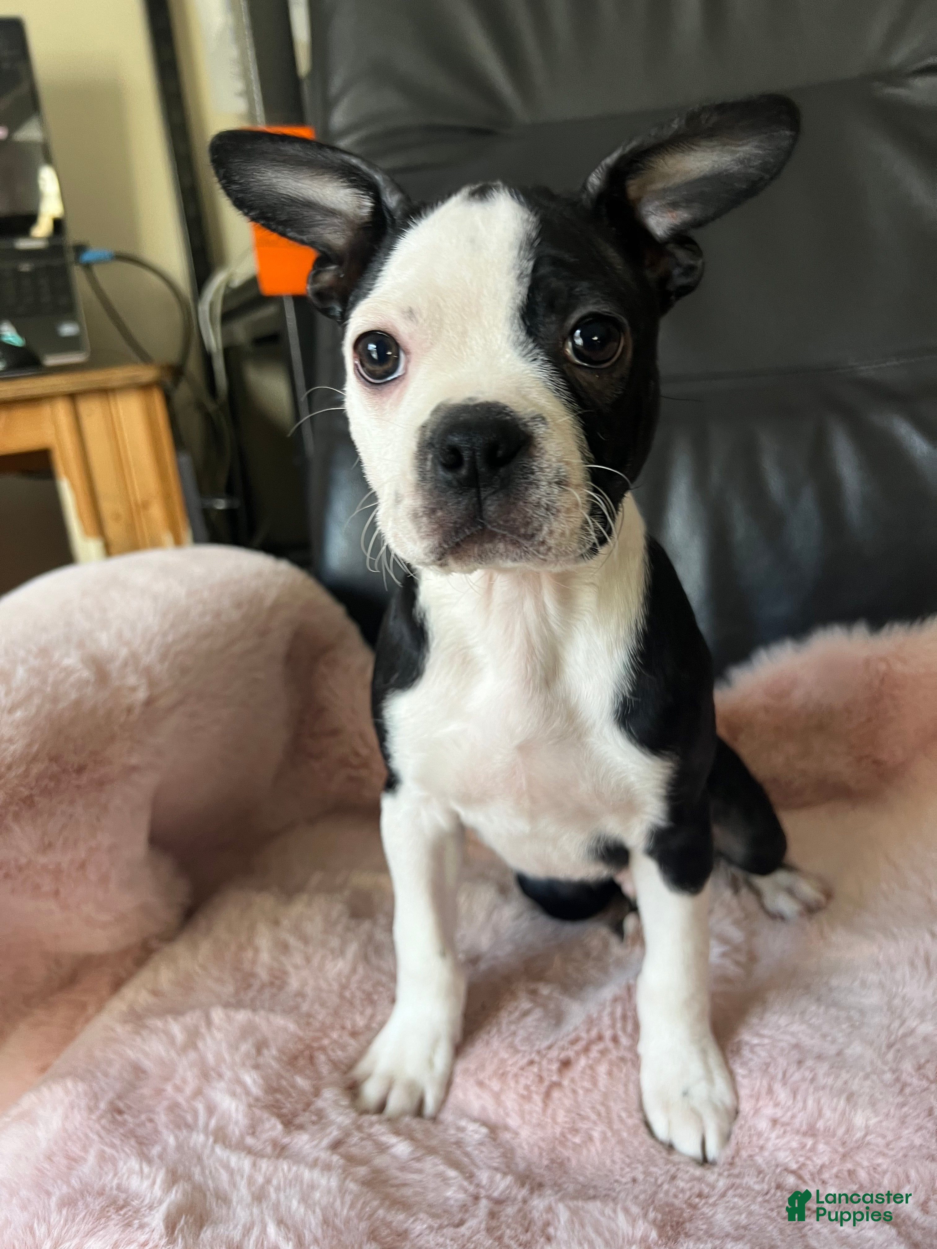Boston Terrier dogs oreo - Ad 36