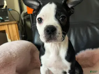 Boston Terrier dogs Oreo - Ad 39