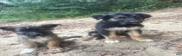 German Shepherd dogs for sale: German Shepherd 2 - Ad 9