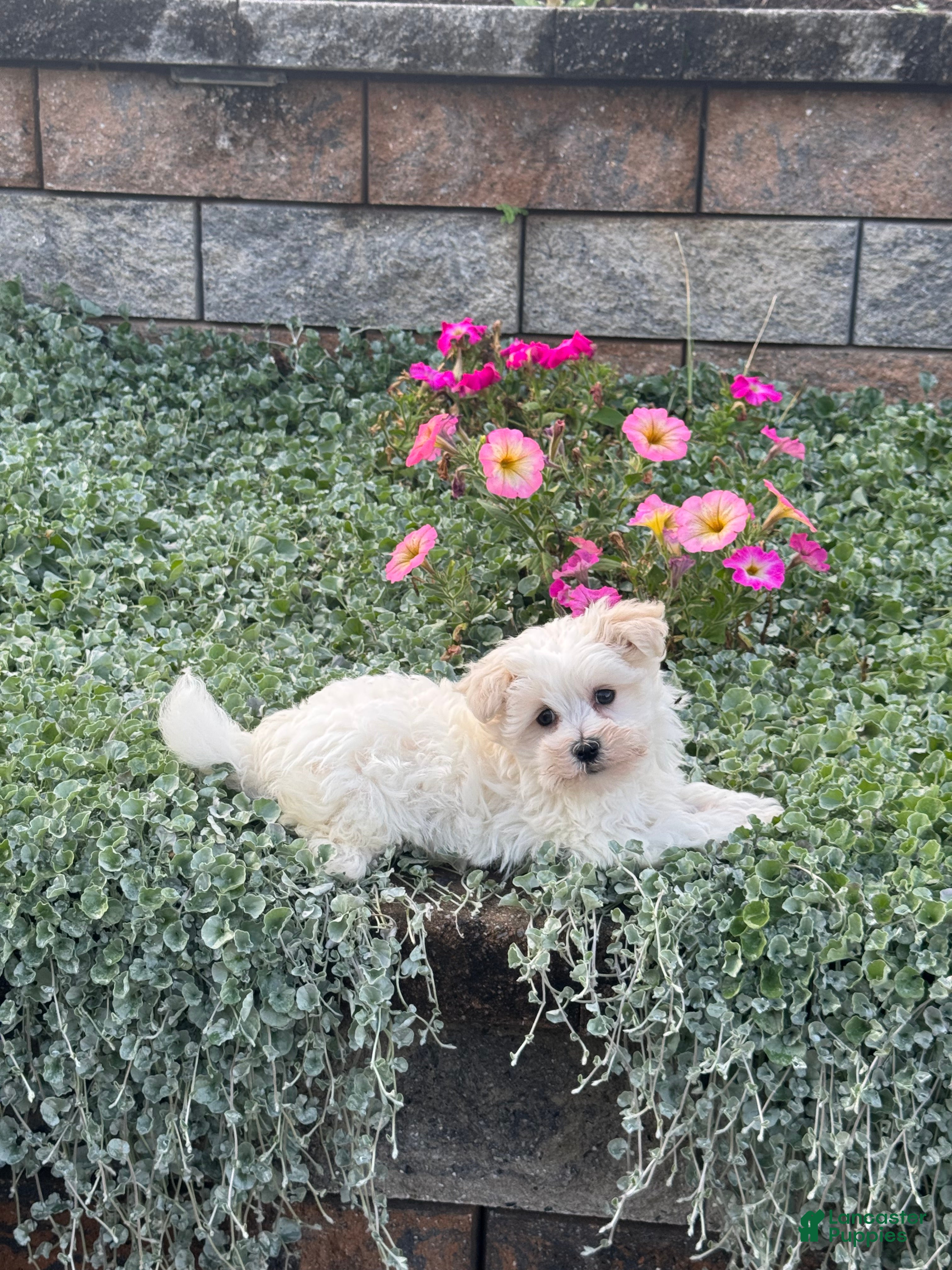 Maltese dogs Mason 🍁 - Ad 2