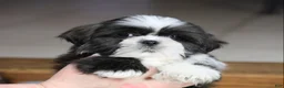 Shih Tzu dogs for sale: Stanlee - Ad 4