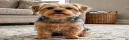 Yorkshire Terrier dogs for sale: Ava - Ad 10
